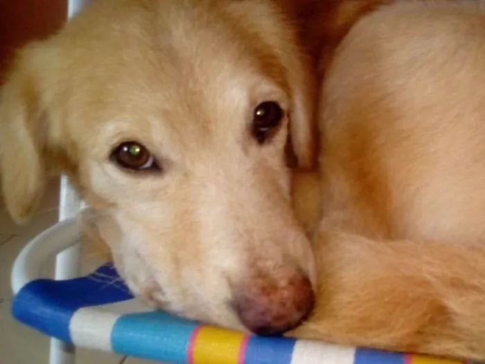 Cachorro ra a Vira lata idade  nome Malandro
