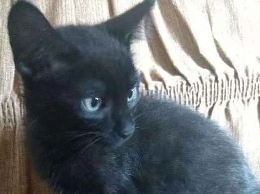 Gato ra a vira lata idade 2 a 6 meses nome smite