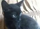 Gato raça vira lata idade 2 a 6 meses nome smite