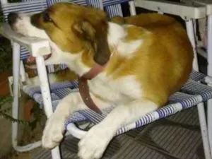 Cachorro raça Collie e Fila idade 7 a 11 meses nome Ayra
