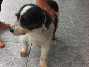 Cachorro raça Mestiço idade 2 anos nome Não informado