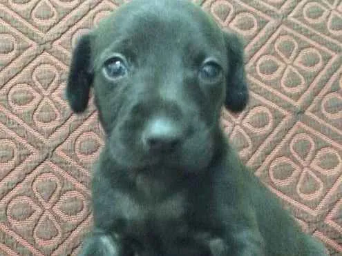 Cachorro ra a SRD idade Abaixo de 2 meses nome Escolha o meu nome