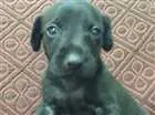 Cachorro raça SRD idade Abaixo de 2 meses nome Escolha o meu nome