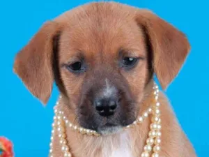 Cachorro raça SRD idade 2 a 6 meses nome Linda filhotinha