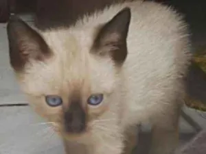 Gato raça de rua idade Abaixo de 2 meses nome Gato filhote