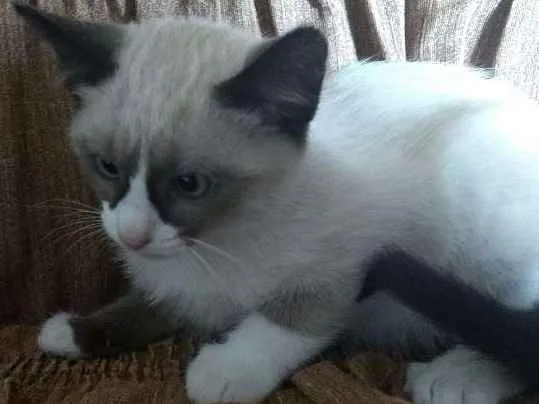 Gato ra a vira lata idade 2 a 6 meses nome neve