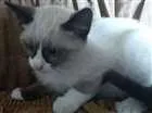 Gato raça vira lata idade 2 a 6 meses nome neve