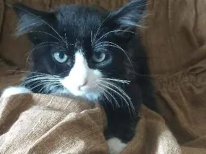 Gato raça vira lata idade 2 a 6 meses nome peludinha