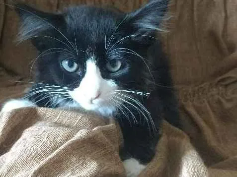 Gato ra a vira lata idade 2 a 6 meses nome peludinha