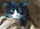 Gato raça vira lata idade 2 a 6 meses nome peludinha