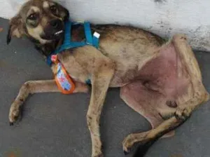 Cachorro raça Sem raça definida idade 1 ano nome Pingo