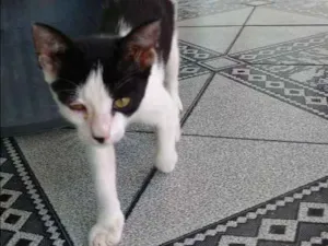 Gato raça SRD idade 2 a 6 meses nome Mimi