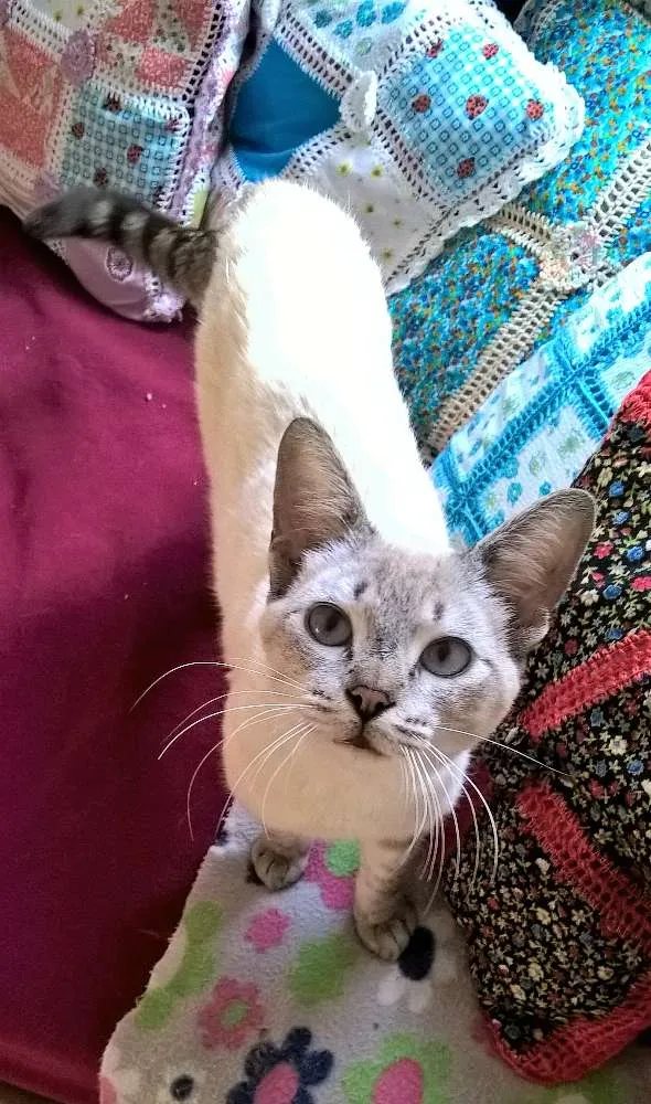 Gato ra a siberiano idade 1 ano nome panqueca