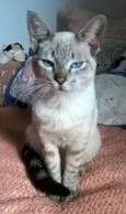 panqueca