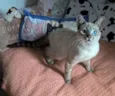panqueca
