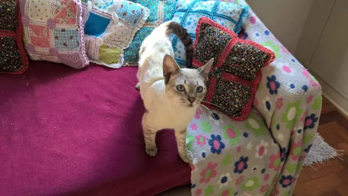 Gato ra a siberiano idade 1 ano nome panqueca