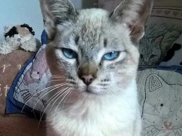Gato ra a siberiano idade 1 ano nome panqueca