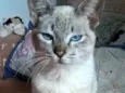 panqueca