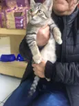 Gael