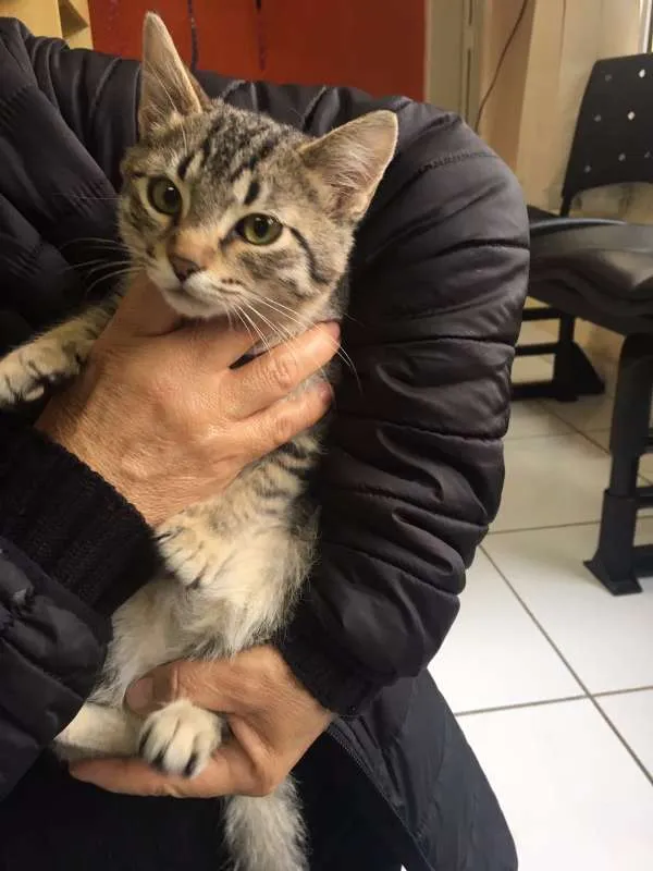 Gato ra a SRD idade 2 a 6 meses nome Gael