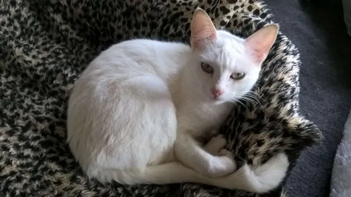 Gato raça srd  idade 1 ano nome Camelia 