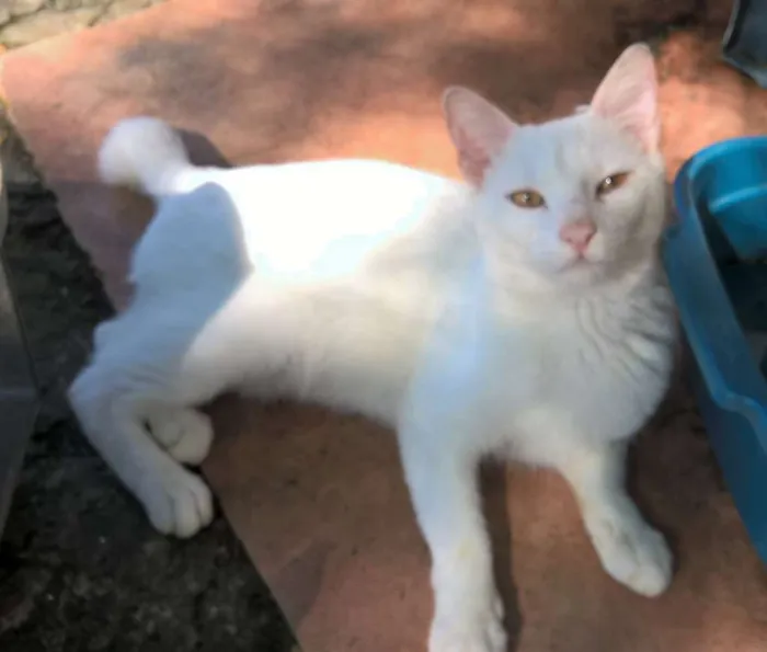Gato raça srd idade 1 ano nome giovanni