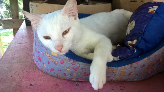 Gato raça srd idade 1 ano nome giovanni
