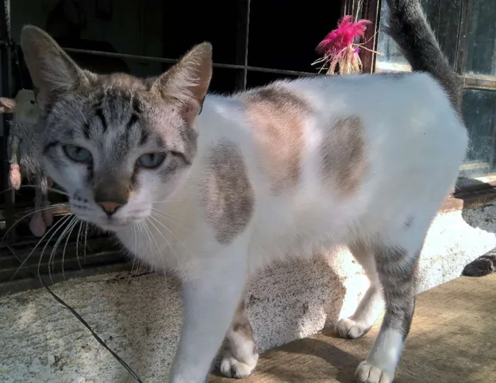 Gato raça srd idade 1 ano nome giorgio