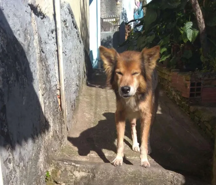 Cachorro ra a Vita lata idade 6 ou mais anos nome Bethowen