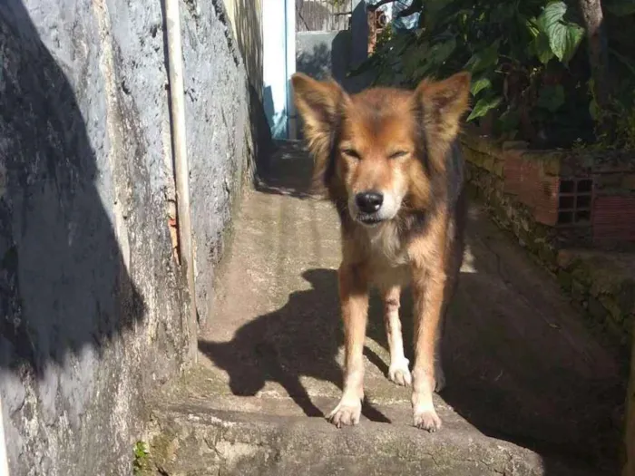 Cachorro ra a Vita lata idade 6 ou mais anos nome Bethowen