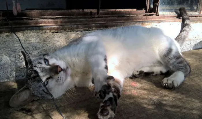 Gato raça srd idade 1 ano nome giorgio