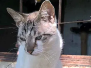 Gato raça srd idade 1 ano nome giorgio