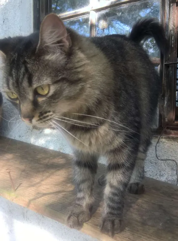 Gato raça srd idade 2 anos nome Morgana