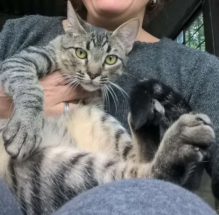 Gato ra a srd idade 2 a 6 meses nome tiger