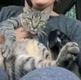 tiger