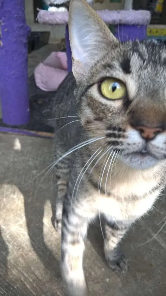 Gato ra a srd idade 2 a 6 meses nome tiger