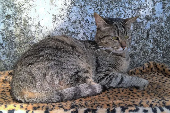 Gato ra a srd idade 2 a 6 meses nome tiger