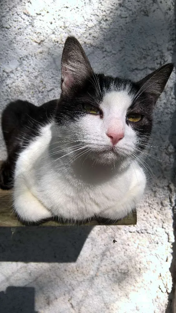Gato raça srd idade 7 a 11 meses nome Lilica 