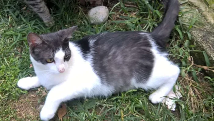 Gato raça srd idade 7 a 11 meses nome Lilica 