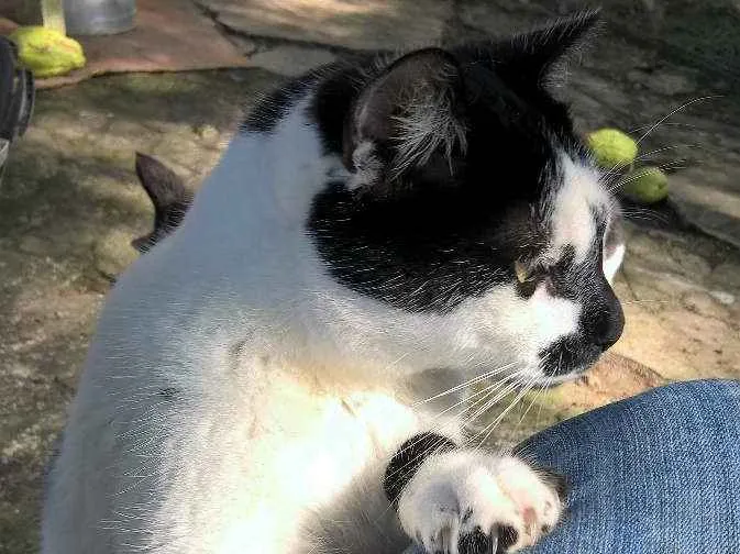 Gato raça srd idade 2 anos nome lazaro