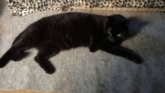 Gato raça srd idade 1 ano nome Margot