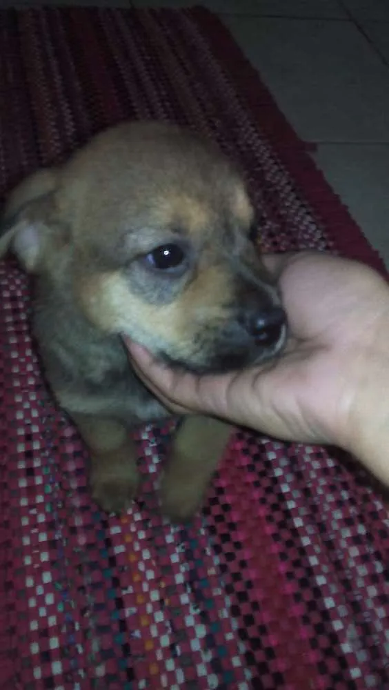 Cachorro raça Vira lata com chauchau idade Abaixo de 2 meses nome Sem nome