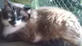 Gato raça siamesa idade 2 anos nome loretta