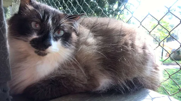 Gato raça siamesa idade 2 anos nome loretta