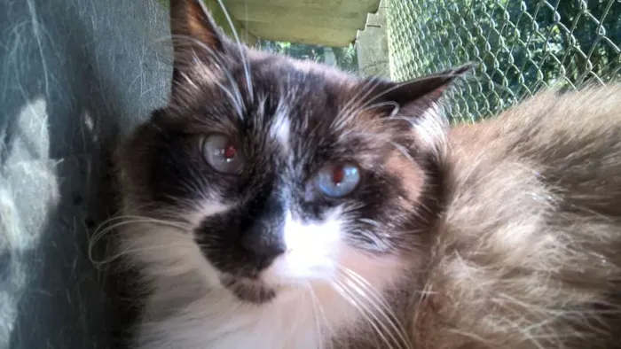 Gato raça siamesa idade 2 anos nome loretta