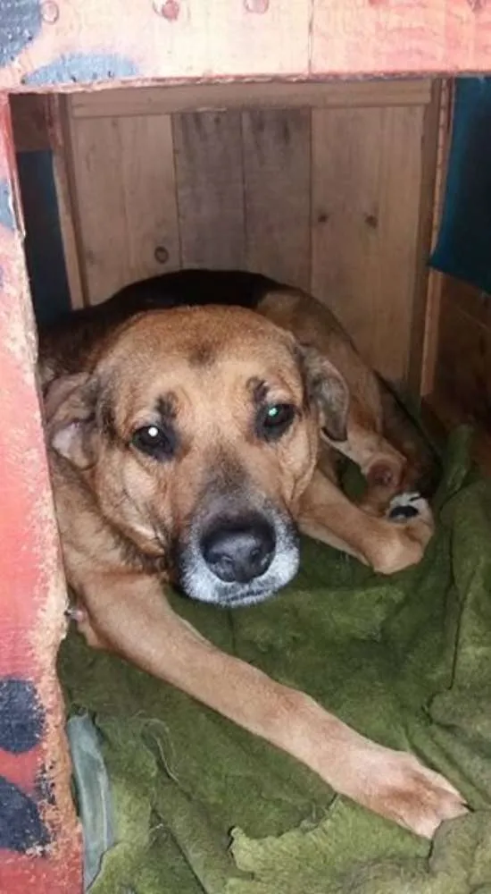 Cachorro ra a mix pastor idade 4 anos nome romeu