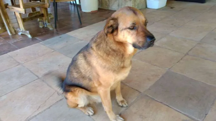 Cachorro ra a mix pastor idade 4 anos nome romeu
