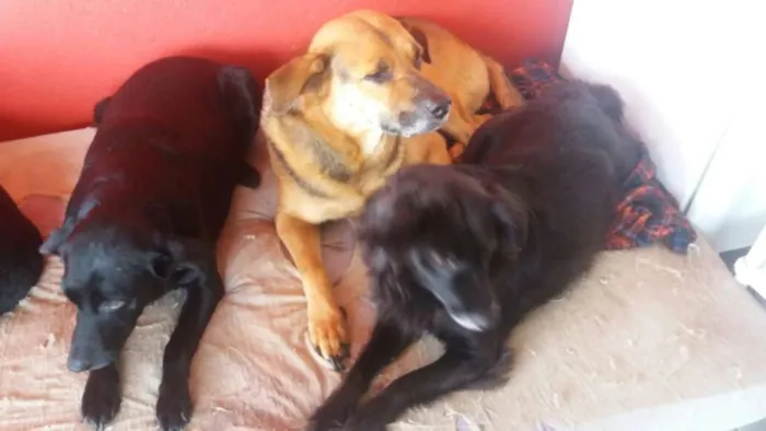 Cachorro ra a mix pastor idade 4 anos nome romeu