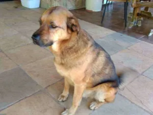 Cachorro raça mix pastor idade 4 anos nome romeu