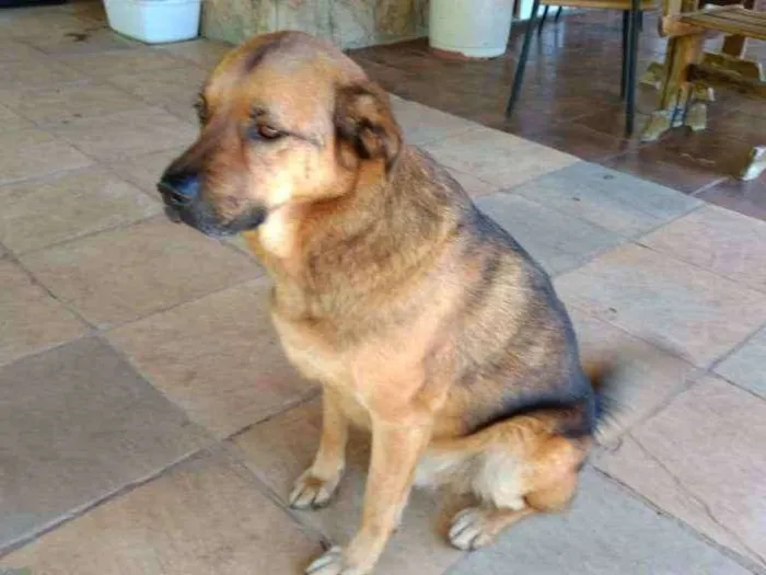 Cachorro ra a mix pastor idade 4 anos nome romeu
